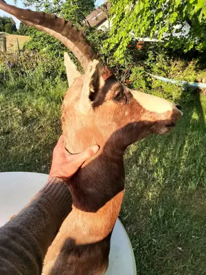 großer Blässbock - Antilope Tierpräparat sehr guter Zustand