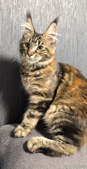 Typvolle Maine Coon Kitten mit Stammbaum