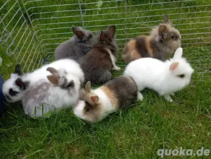 Zwergkaninchen Zwerghasen 