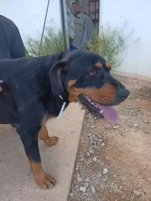 Terry sucht eine Pflegestelle oder ein Zuhause