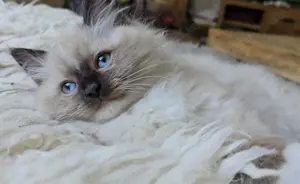 Noch ein Ragdollkitten sucht liebevolles Zuhause 