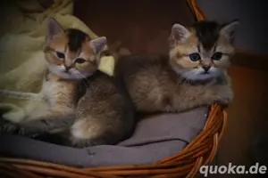 BKH Kitten reinrassig  abgabebereit ab 18.06.!!!