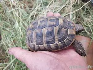 Griechische Landschildkröte Thb 4jährige Nachzucht 2021