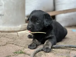 Süße kleine Labrador Welpen suchen ein neues Zuhause 