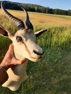 wunderschöner Springbock Antilope Gazelle Tierkopf Präparat - Afrika -