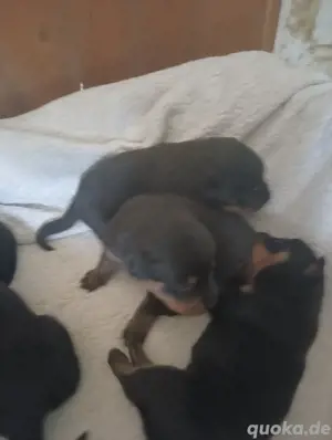 Rottweiler Welpen  Bild 2