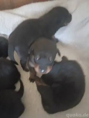 Rottweiler Welpen 
