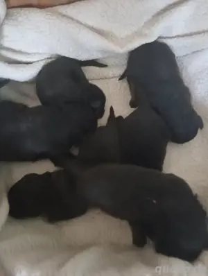 Rottweiler Welpen  Bild 3