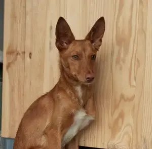 Nislo sucht eine Pflegestelle oder ein Zuhause