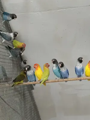 Rußköpfchen Nigrigenis