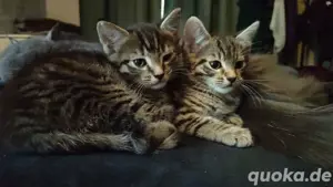 maincoon mix karter