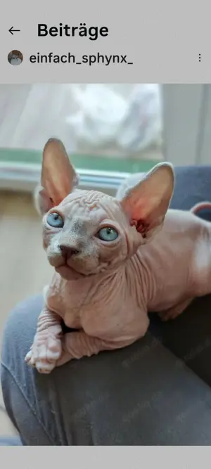 Wunderschöne Canadien Sphynx Kitten mit Tasthaaren