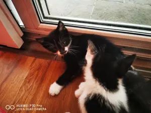 Süße Kitten suchen ein Zuhause 