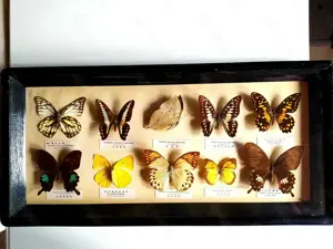 Schmetterlinge Schaukasten Asien, Insekten Präparat