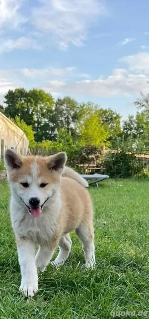 Akita welpen 