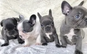 Französische Bulldoggen Welpen suchen ein schönes Zuhause