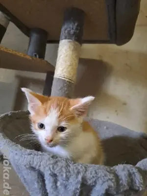 niedlicher Kater, zahm und kinderlieb 
