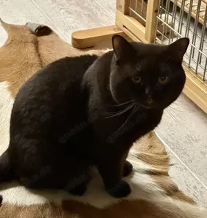 Deckkater in chocoladen braun 