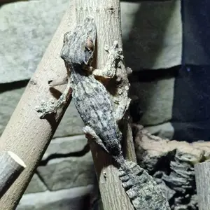 1,0 Uroplatus henkeli