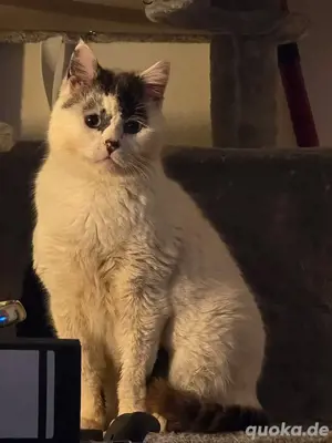 Süßer Kater sucht Zuhause 