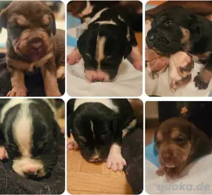 old Englisch buldog mix welpen