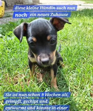 Prager Rattler-Terrier mix Welpen 