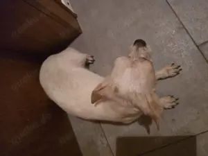 Hund  abzugeben 