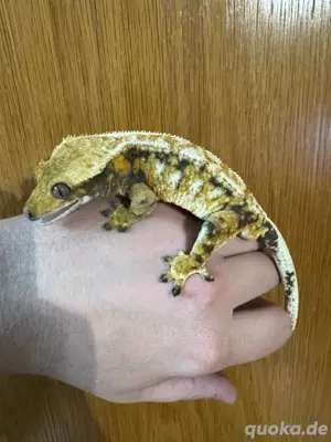 R. Ciliatus, Kronengeckos 