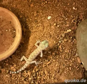 0.0.2 Stenodactylus Sthenodactylus