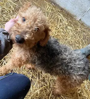 Zuhause und Friseur für Terrier Mix Mädchen  *MILA* gesucht