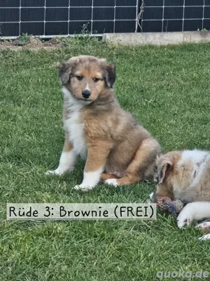 Australian Shepherd Labrador Collie Mix Welpen zu verkaufen