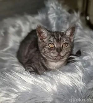 BKH Kitten, 12 Wochen, Weibchen. Abgabebereit!