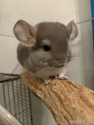 Chinchilla Böckchen 12Wochen alt, Afro Violett Angora-Mix