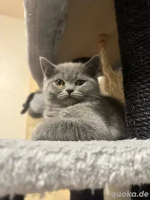 bkh kitten abgabebereit