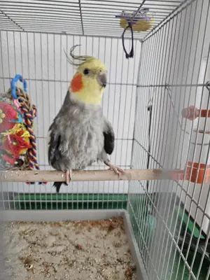 Nymphensittich Rufus