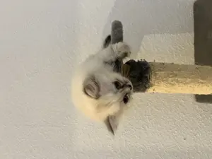 Siam kitten 