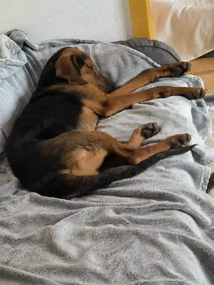 Noah   Mailo Bracke Mischling Rüde sucht Zuhause für immer Bild 5