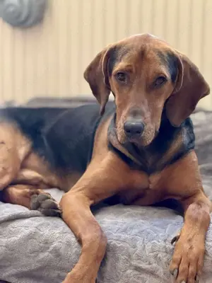 Noah   Mailo Bracke Mischling Rüde sucht Zuhause für immer Bild 3