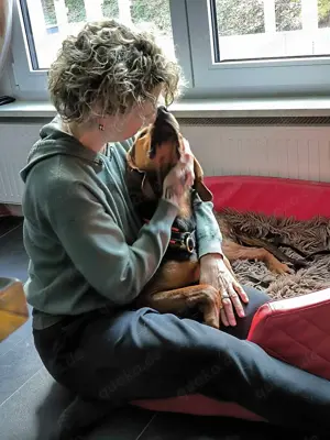 Noah   Mailo Bracke Mischling Rüde sucht Zuhause für immer Bild 7