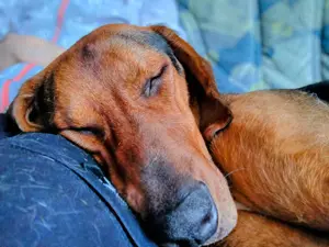 Noah   Mailo Bracke Mischling Rüde sucht Zuhause für immer Bild 2