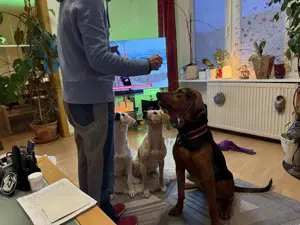 Noah   Mailo Bracke Mischling Rüde sucht Zuhause für immer Bild 4