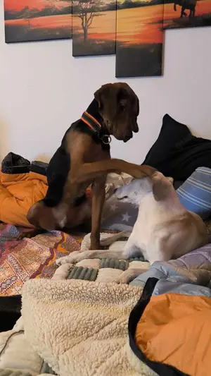 Noah   Mailo Bracke Mischling Rüde sucht Zuhause für immer Bild 10