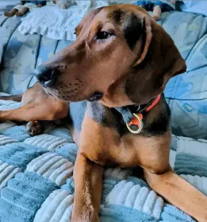 Noah   Mailo Bracke Mischling Rüde sucht Zuhause für immer Bild 13