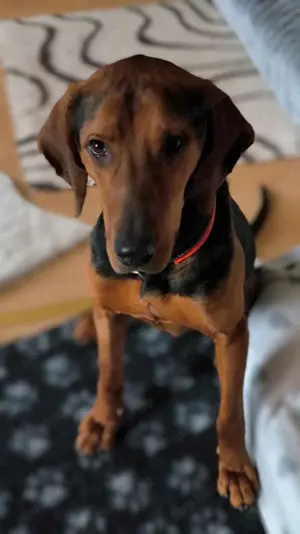 Noah   Mailo Bracke Mischling Rüde sucht Zuhause für immer Bild 12