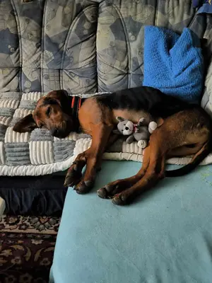 Noah   Mailo Bracke Mischling Rüde sucht Zuhause für immer Bild 11