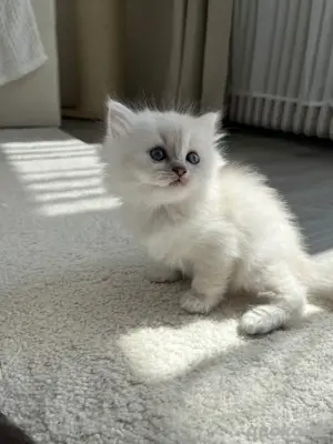 BLH-Siam langhaar Kitten suchen für ende juni ein neues zu hause 