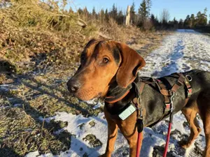 Noah   Mailo Bracke Mischling Rüde sucht Zuhause für immer Bild 15