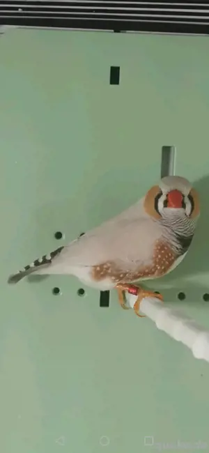 Zebrafinken