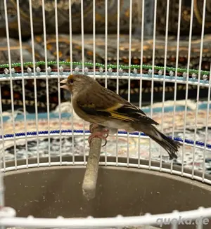 kanarienvögel mischling 