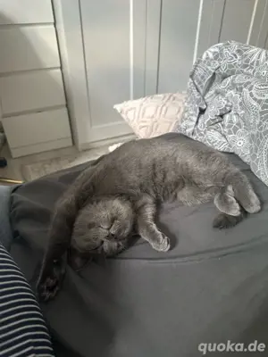 BKH Kater 3 Monate alt 